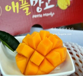 제이샘 - 애플망고 2kg
